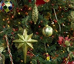 Центральную городскую елку в этом году установят на площади Ленина