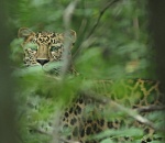 ВТБ выбирает имя для третьего котёнка дальневосточного леопарда