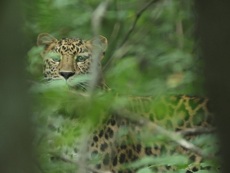 ВТБ выбирает имя для третьего котёнка дальневосточного леопарда