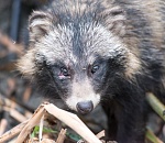 Записки астраханского натуралиста. Бешенство смертельно в 100% случаев