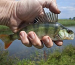 Суточную норму вылова рыбы на человека ограничат уже с этого года