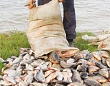 За полтора месяца у астраханских браконьеров изъяли 28 тонн рыбы
