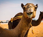 В Москве покажут астраханских овец и верблюда