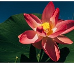 Астраханская область - в ТОПе-5 в Южном ФО по числу отдыхающих на тысячу жителей