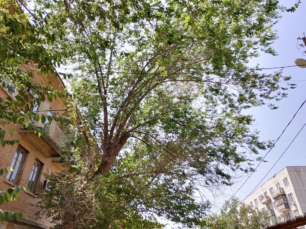 Астраханские УК массово судятся с мэрией по поводу опиловки деревьев