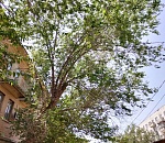 Астраханские УК массово судятся с мэрией по поводу опиловки деревьев