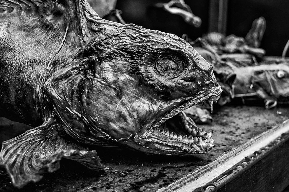 Жизнь после жизни: астраханский предприниматель росчерком пера продлил срок годности рыбной продукции