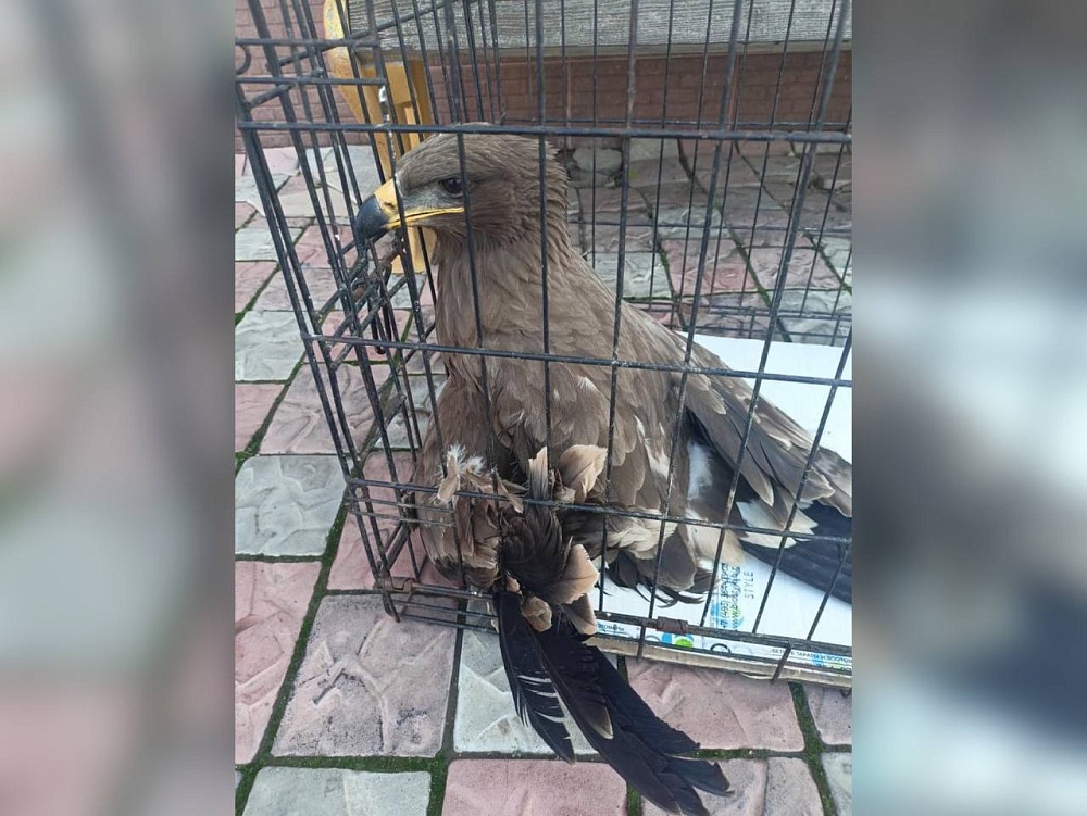 Астраханец спас раненую краснокнижную птицу 