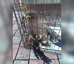 Астраханец спас раненую краснокнижную птицу 