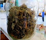 Астраханец собрался ловить рыбу на коноплю