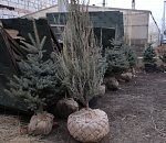 На улицах Астрахани появятся тополи из Подмосковья и ели