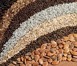 В Астраханской области создадут семеноводческий центр 