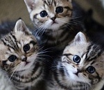 В Астрахани открылась замурчательная выставка