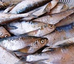 Россельхознадзор не допустил в Астраханскую область ввоз почти 2,5 тонны мороженой чехони из Казахстана