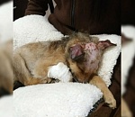 Астраханская полиция ищет виновного в жестоком обращении с щенком