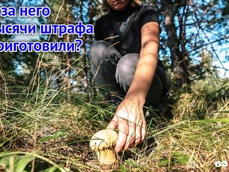 За красную шестерку ответишь: Астраханская область стала еще одним регионом, защищающим редкие грибы