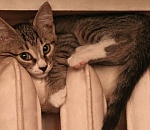 Отопление в Астрахани появится в среду