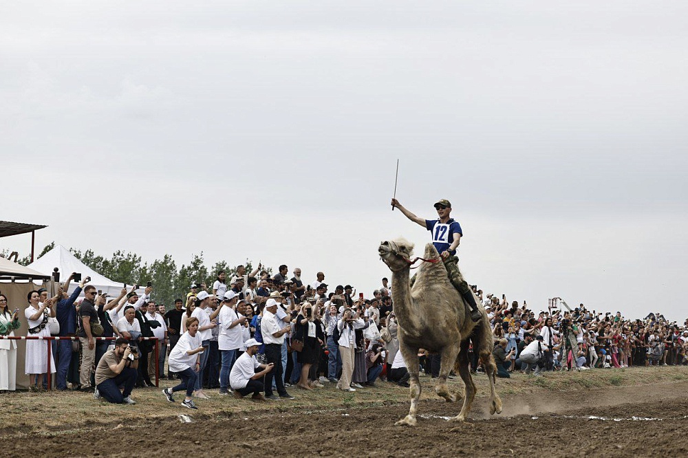 В Астраханской области на единственных в России верблюжьих бегах победила Лада