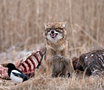 Записки астраханского натуралиста. Откуда пришел золотой шакал?