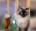 Нацпроект помог открыть в Астрахани котокафе