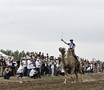 В Астраханской области на единственных в России верблюжьих бегах победила Лада