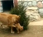 В астраханском зоопарке сняли на видео, как мама-львица нежно ласкает львенка 