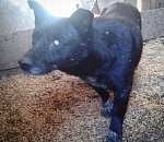 В Астрахани волонтеры вытащили пса из колодца, в котором он провел две недели