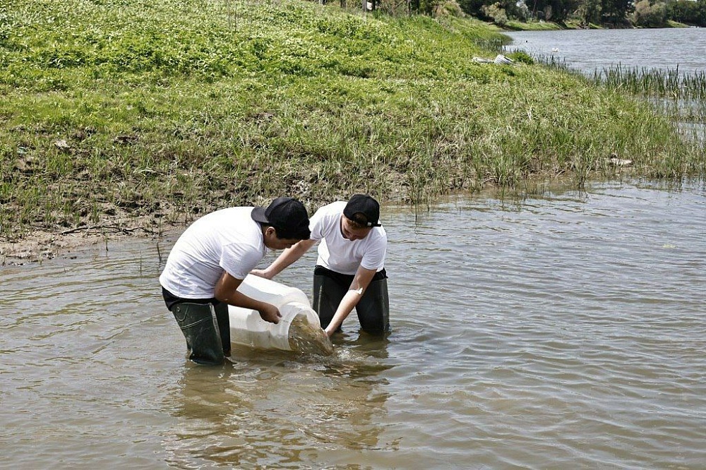 Астраханские голубые патрули спасли уже 36 миллионов мальков