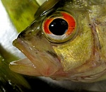 В Астраханской области накрыли подпольный рыбный завод