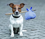 Денег нет. Единственный приют в Астраханской области страдает от безысходности