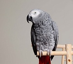 Астраханец продал ростовчанину несуществующего попугая за 60 тысяч рублей