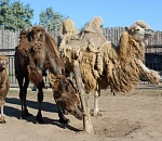 Астраханский зоопарк «Баба Фрося» и его звери оказались на грани выживания