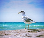 МИД РФ назвал экологическую безопасность приоритетом строительства газопровода на Каспии