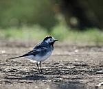 Записки астраханского натуралиста. Трясогузки – не только белые