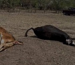 В администрации Володарского района опровергли информацию о массовом падеже скота