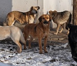 На одной из парковок в Астрахани нашли труп обгрызенной собаками женщины 