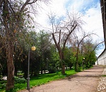 Записки астраханского натуралиста. Почему погибают ясени