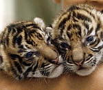  Тигрят, родившихся в Астраханской области, назвали Хара и Бали