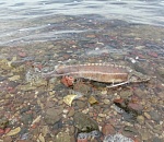 Генпрокуратура заявила о гибели в Волге 80% промысловых рыб