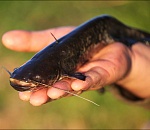 Пятеро астраханцев попались на браконьерстве: в улове - мальки сомов