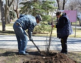Весеннее озеленение Астрахани начали с Братского сада