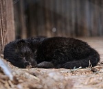 В астраханском зоопарке хищники Багира и Фрэнк принесли потомство 