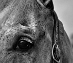 Под Астраханью лошадь спровоцировала ДТП и погибла