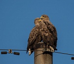 Записки астраханского натуралиста. Зимний бердвотчинг