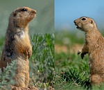 Записки астраханского натуралиста. Какой суслик красивее: желтый или малый