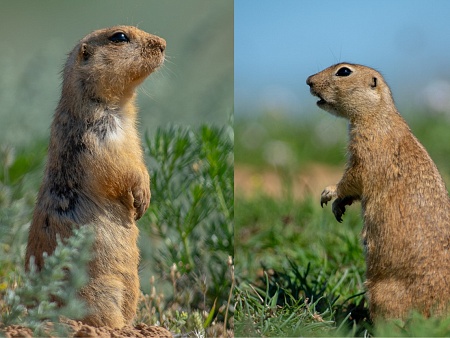 Записки астраханского натуралиста. Какой суслик красивее: желтый или малый