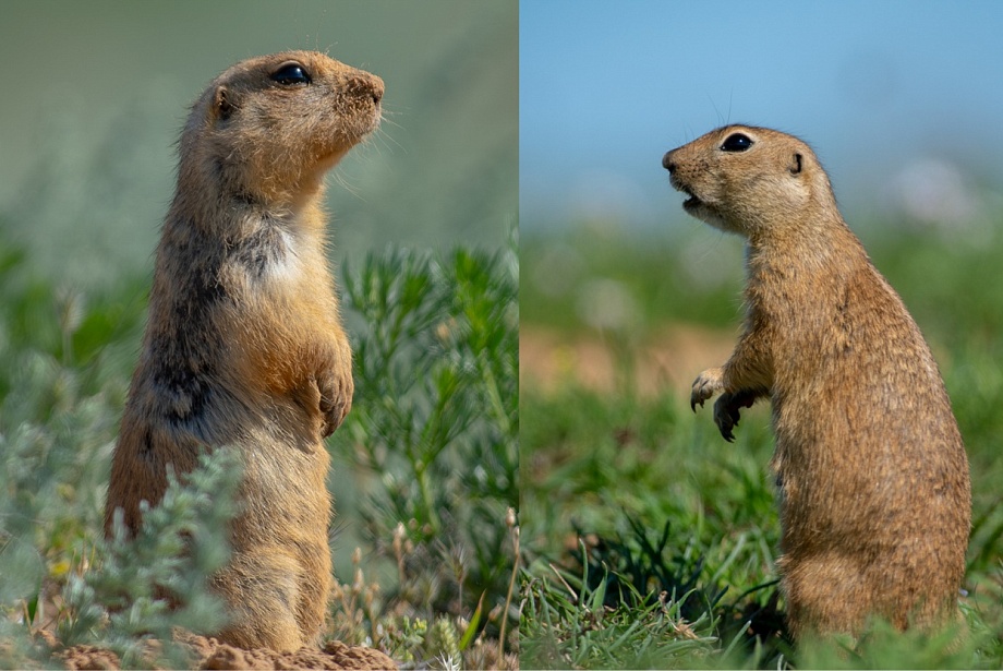 Записки астраханского натуралиста. Какой суслик красивее: желтый или малый