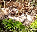 Опыт спасения имеется: в астраханском муниципалитете прокомментировали резонансное видео о рыбе