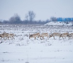 Астраханские власти опровергли слухи об опасной эпидемии среди сайгаков