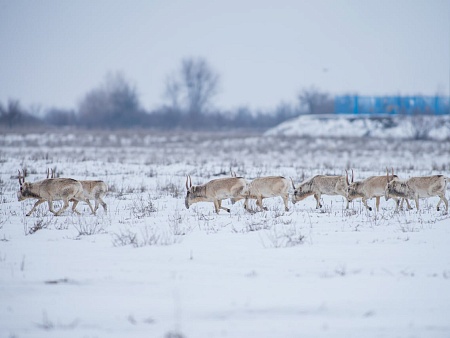 Астраханские власти опровергли слухи об опасной эпидемии среди сайгаков